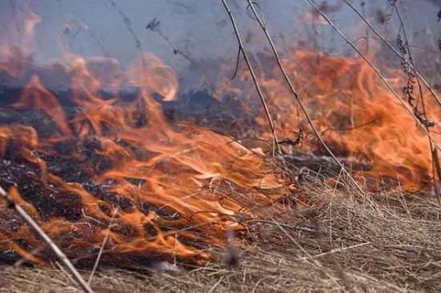Более 100 случаев возгорания сухой травы зарегистрировали с начала марта