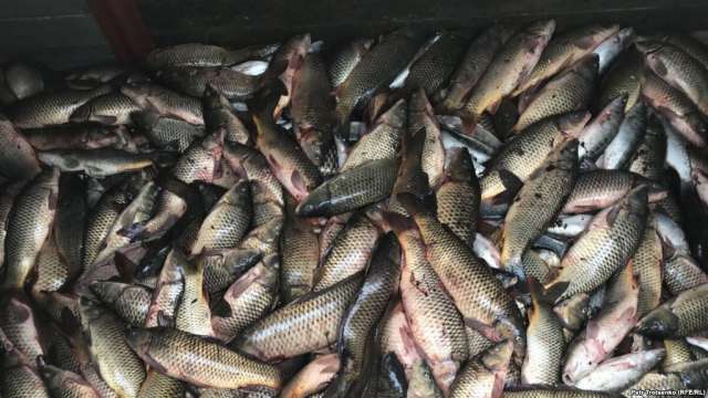 В Алматинской области обнаружили 2 тонны мертвой рыбы
