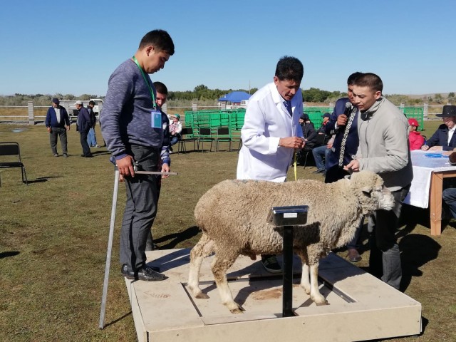 Васька и Борька стали самыми лучшими баранами в Алматинской области